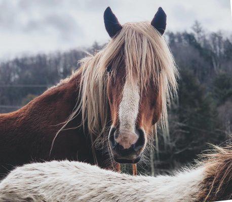 Cassidy our Draft Horse