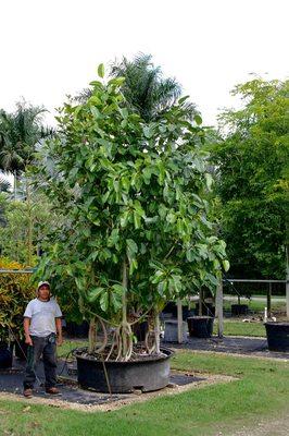 Ficus Benghalensis (Banyan Tree, Indian Banyan)