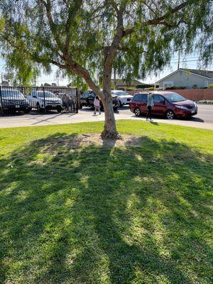 The tree in front of the school