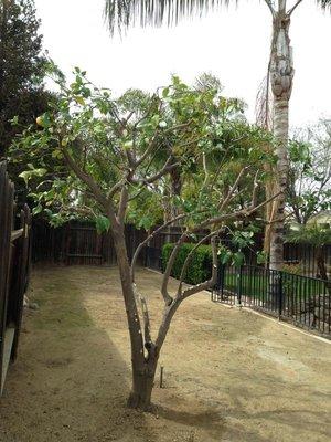 Lemon tree shaped up. BakersfieldTreeService.com