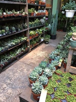 Cacti and succulents