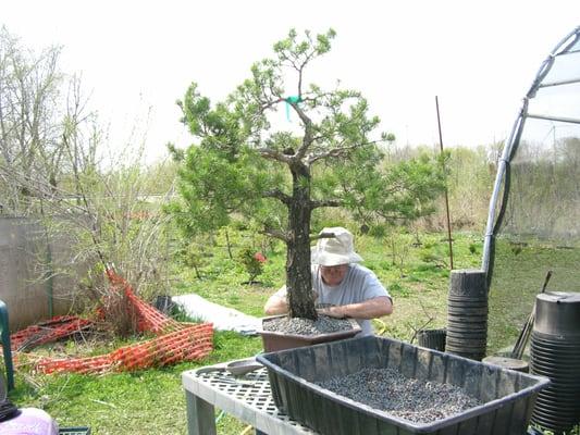 scotts pine potting at BC Bonsai nursery. we have bigger and smaller trees