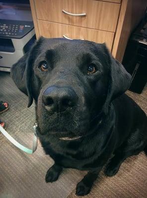 Dr. Miller raises guide dogs for the blind. This is Becky, who flunked out of the program and is now his own pet and an office regular!