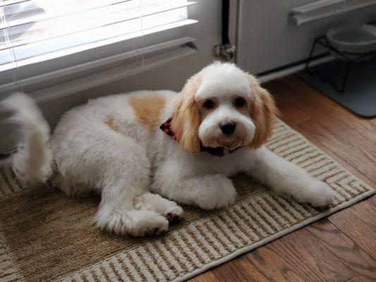 Cavachon Cut