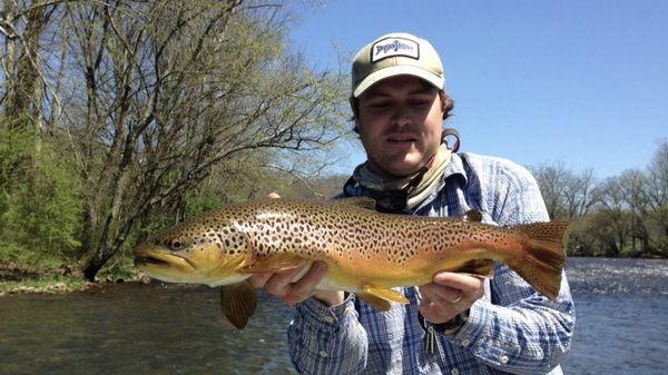 Brown Trout