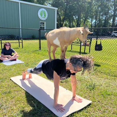 Goat Yoga