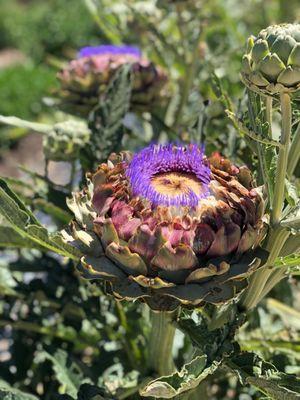 Artichoke.,