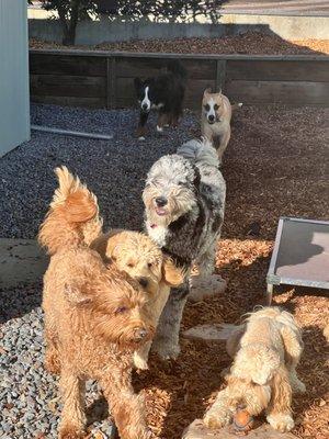 Monday daycare and boarding dogs having fun!