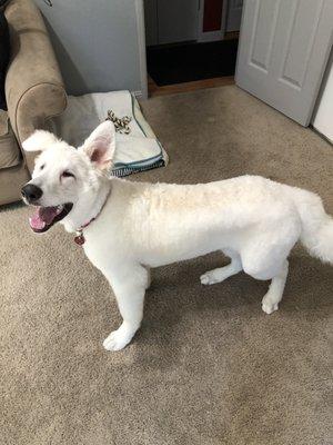 Bumble, 8-month-old Great Pyrenees/Poodle who was born blind