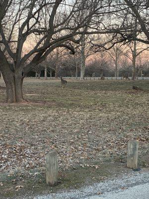 Wild life in Lucy Park in Wichita Falls, Texas