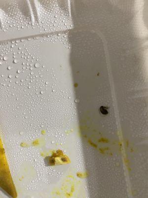 Cockroach in plate