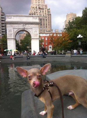 8 months old visiting New York for the first time