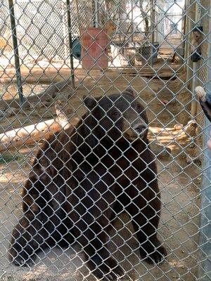 Az bear needs vaccines. lol training