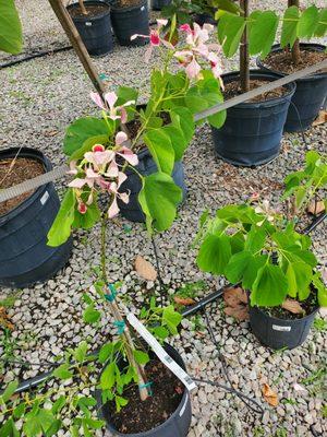 Pink orchid tree