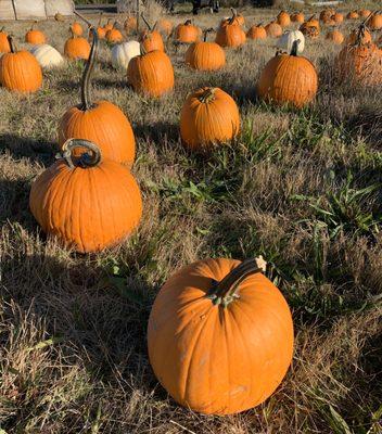 Pumpkins