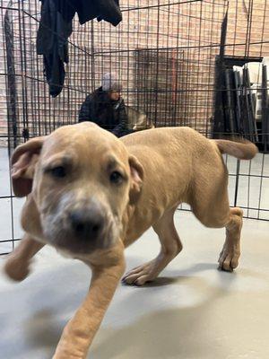 Jared, Terrier / American Pit Bull Mix from Wright Way Rescue in Morton Grove, IL