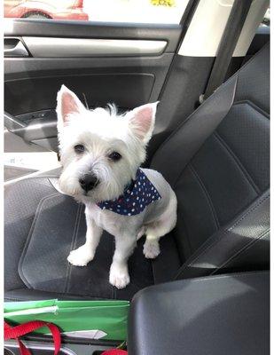 Clean, groomed with BOTH ears up!