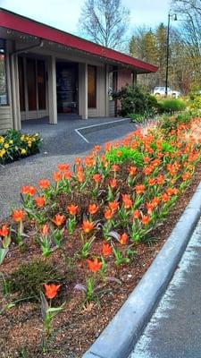 Our clinic has become well known for our Spring time flowers!