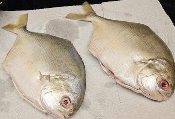 Fresh Pompano cleaned, 1 Pounder each