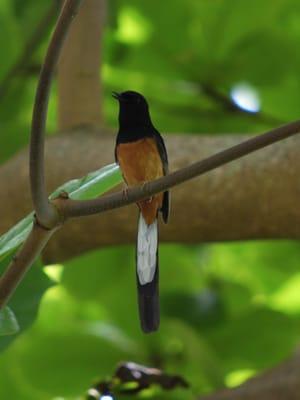 We often hear melodious songs from Shama Thrush