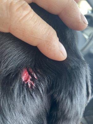 The initial dog bite wound on the back of my dog's head.