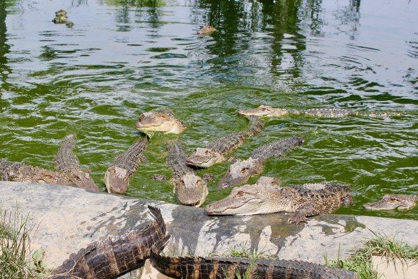 Critchlow Alligator Sanctuary