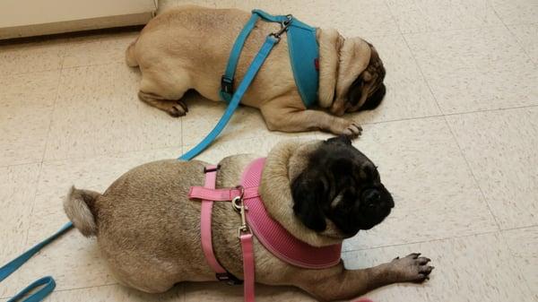 The monsters waiting for the vet