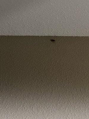 Roach on the wall.