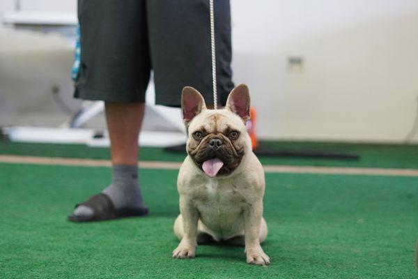 We work with all dogs big or small here is a frenchie during her private lesson