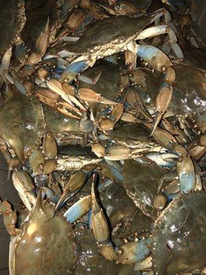 Live blue crabs