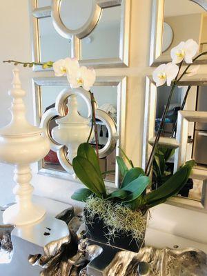 Another stunning gift for a very special friend! Micky's Orchids are the best in town !