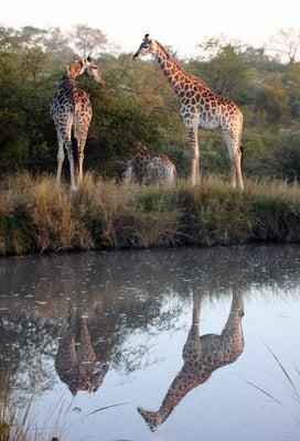 Giraffes, South Africa