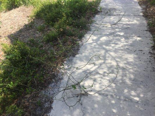 vines overtaking sidewalk