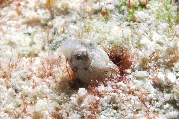 female roughhead blenny