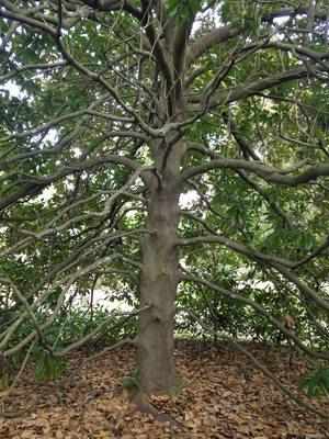 Inside the crown of a never been pruned magnolia