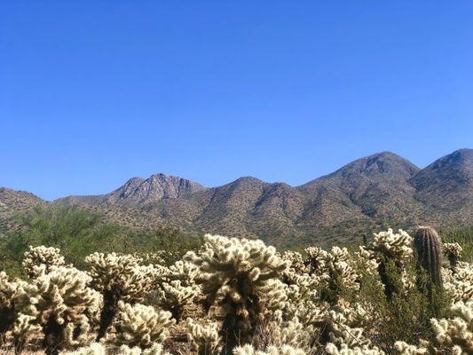 Hiking trails! Gorgeous Scottsdale!