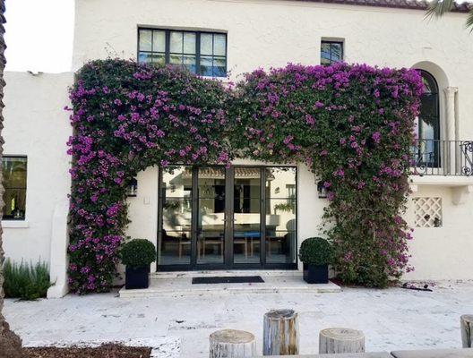 Bougainvillea blooming, results