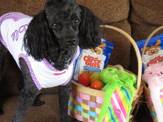 Dusty at Easter. YES, we always took them Easter Egg Hunting!