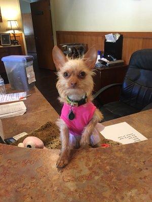 Munchkin is the receptionist!