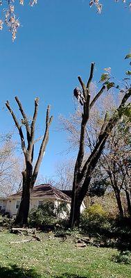 Chinese elm trees top- up!