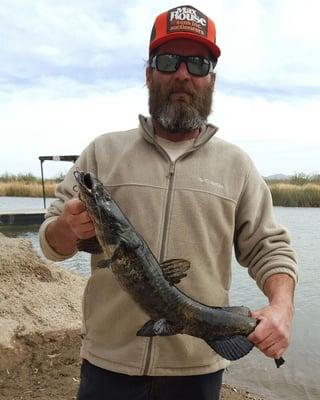 Flathead catfish from camp shoreline