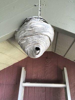 A hornets nest one of our technicians removed from a clients home.