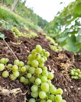 Green fruit thinning our Block Three vines.