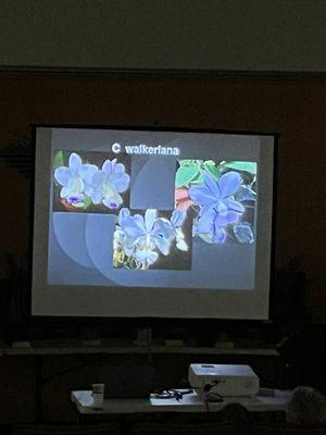 Cattleya presentation about Cattleya waleriana