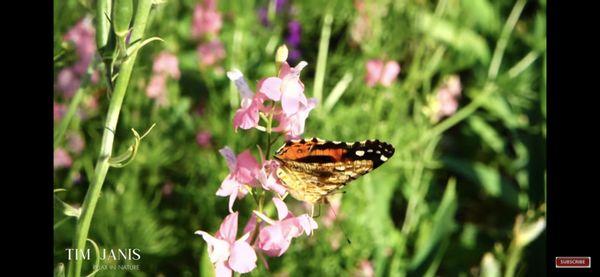 BUTTERFLY