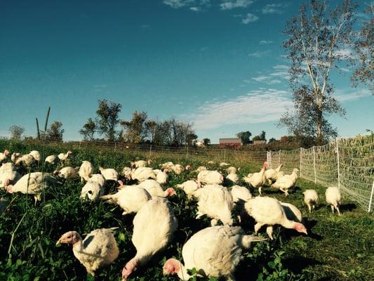 Stonecrop Farm