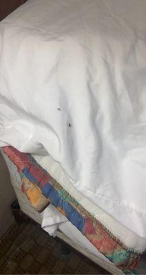 More bed bugs