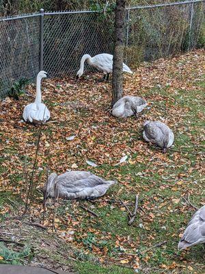 The babies are on their way to a zoo for the winter because the parents are territorial. It's natural!