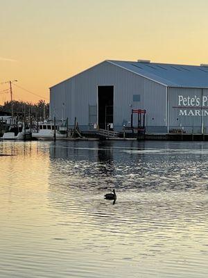 Pelicans at Kings Bay