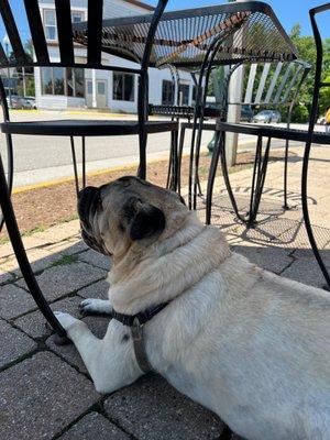 Enjoying he shade.